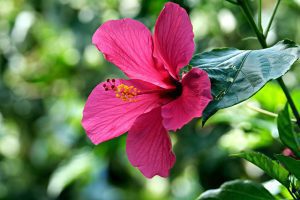 bouture-hibiscus