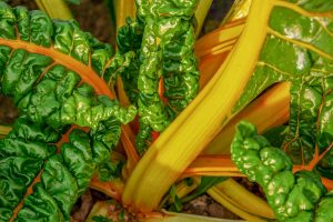 petit-potager