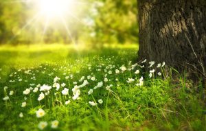 pousse-herbe-temps-chaud