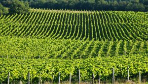 découvrez comment les vignerons s'adaptent aux défis posés par le changement climatique pour préserver la qualité et la diversité de leurs vins. explorez les stratégies innovantes et les pratiques durables qui façonnent l'avenir de la viticulture.