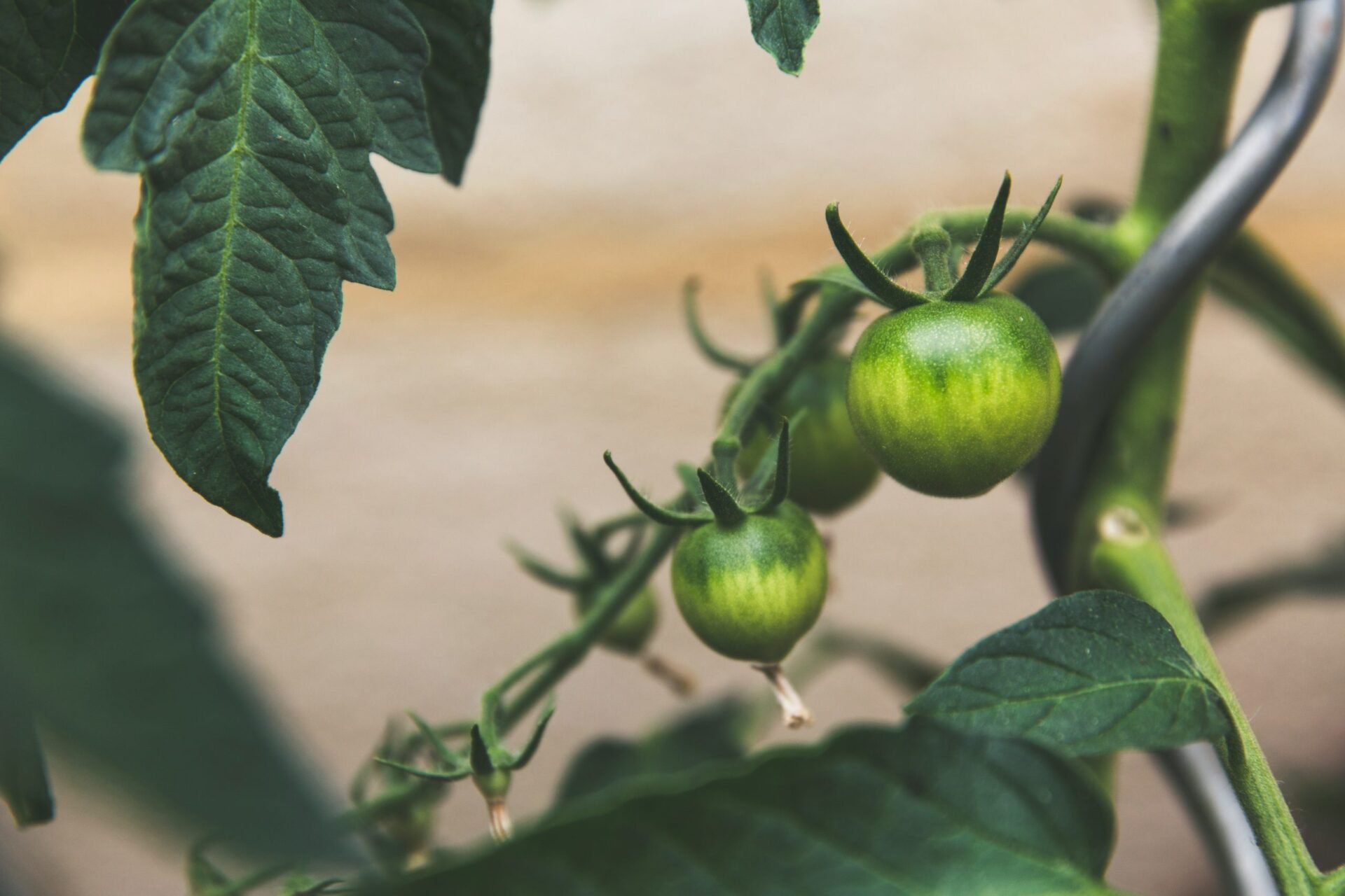Potager vertical : cultiver ses légumes en hauteur